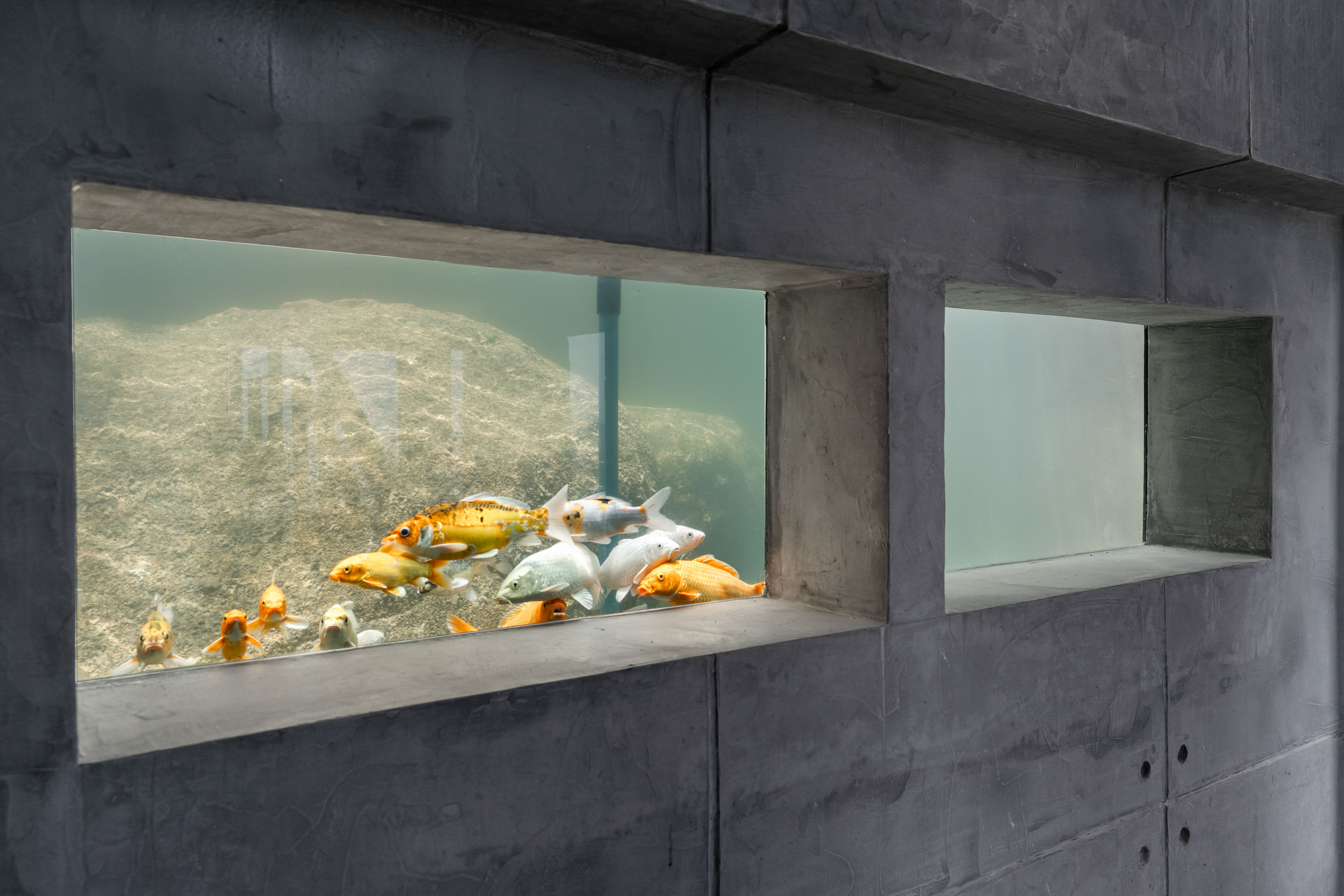 Koi pond integrated into the living room wall